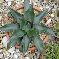 Agave montana