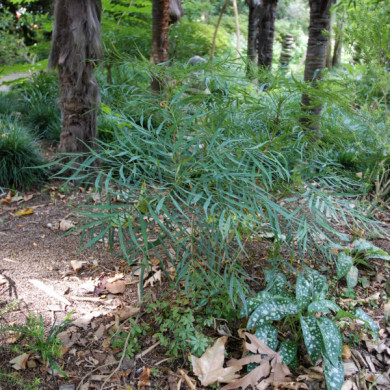 Mahonia eurybracteata 'Soft Caress'