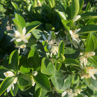 Calamondin