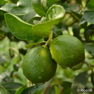 Citron vert