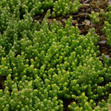 Sedum acre 'Elegans'