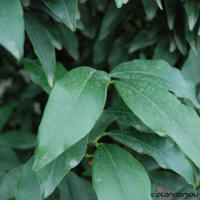 Kumquat