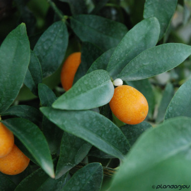 Kumquat