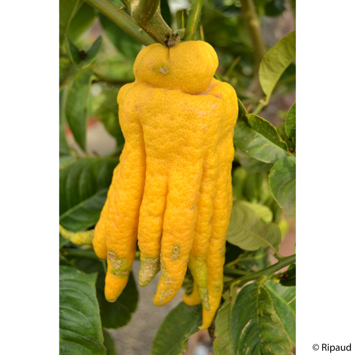 Cédrat Main de Bouddha (Citrus medica var. sarcodactylis)