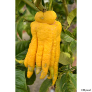 Cédrat Main de Bouddha (Citrus medica var. sarcodactylis)
