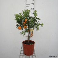 Mandarinier
