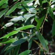 Phyllostachys bissetii