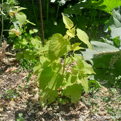 Agastache rugosa 'Golden Jubilee'