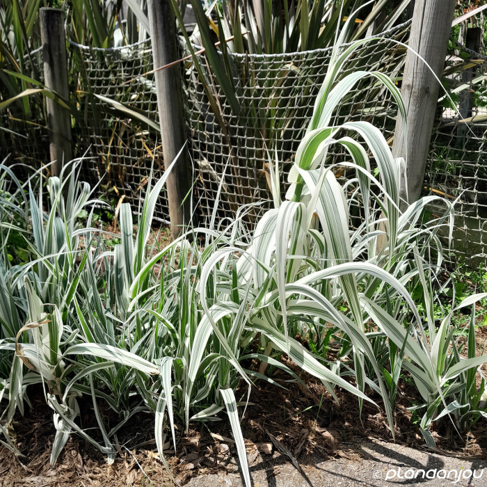 Arundo donax 'Aureovariegata'