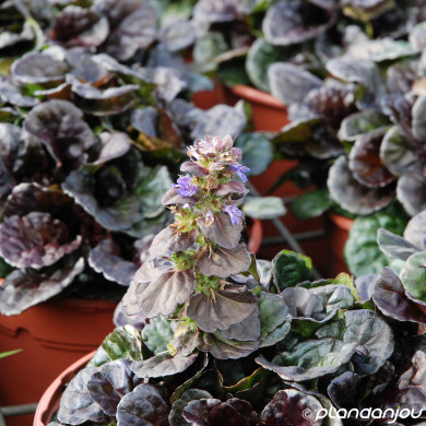 Ajuga reptans Black Scallop® 'binblasca'