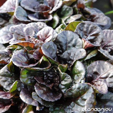 Ajuga reptans Black Scallop® 'binblasca'