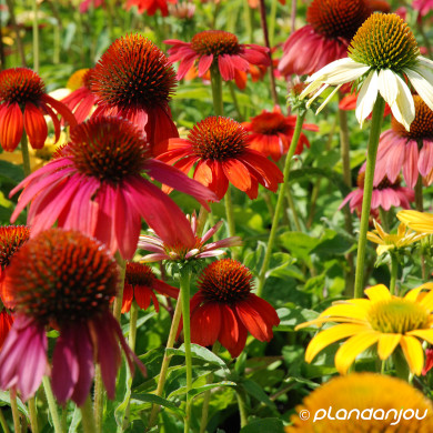 Echinacea purpurea 'Cheyenne spirit'