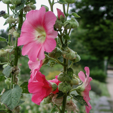 Alcea rosea rose