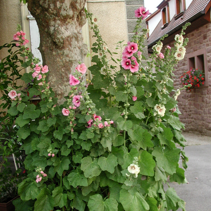 Alcea rosea rose