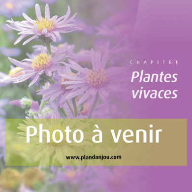 Alcea rosea 'Chater's Double' rose