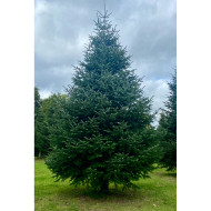 Sapin Nordmann extra
