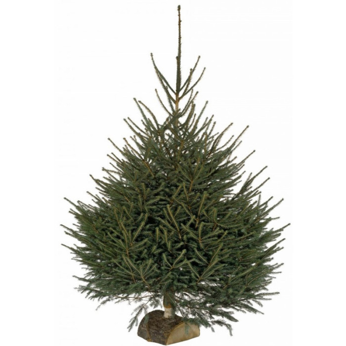 Sapin Epicéa