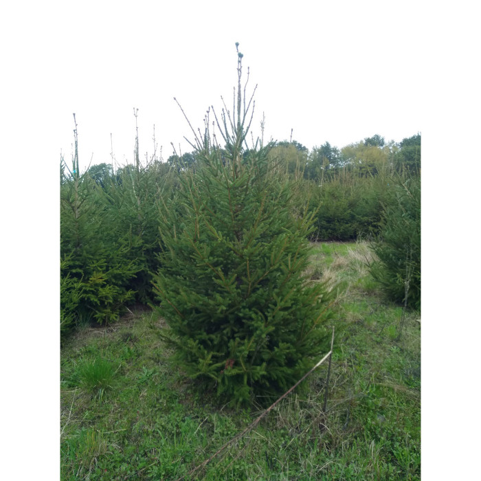 Sapin Epicéa