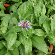 Centaurea montana