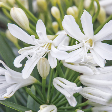 Agapanthus Nina ® White 'Monsapho'