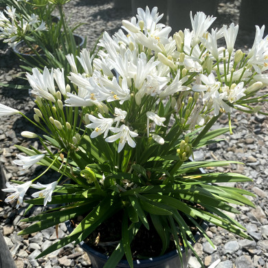 Agapanthus Nina ® White 'Monsapho'