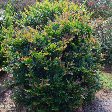 Distylium 'PIIDIST IV' LINEBACKER