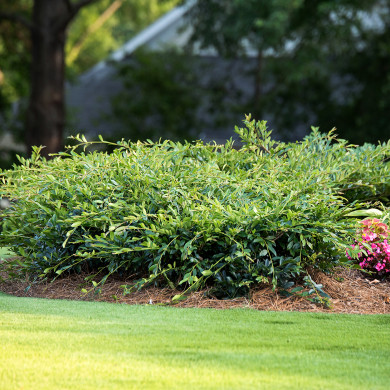 Distylium Vintage Jade