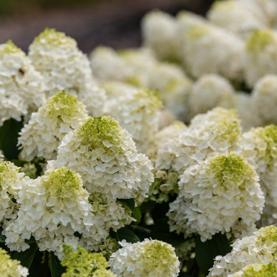 Hydrangea paniculata Little Hottie® 'Bailpanone'