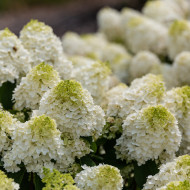 Hydrangea paniculata Little Hottie® 'Bailpanone'