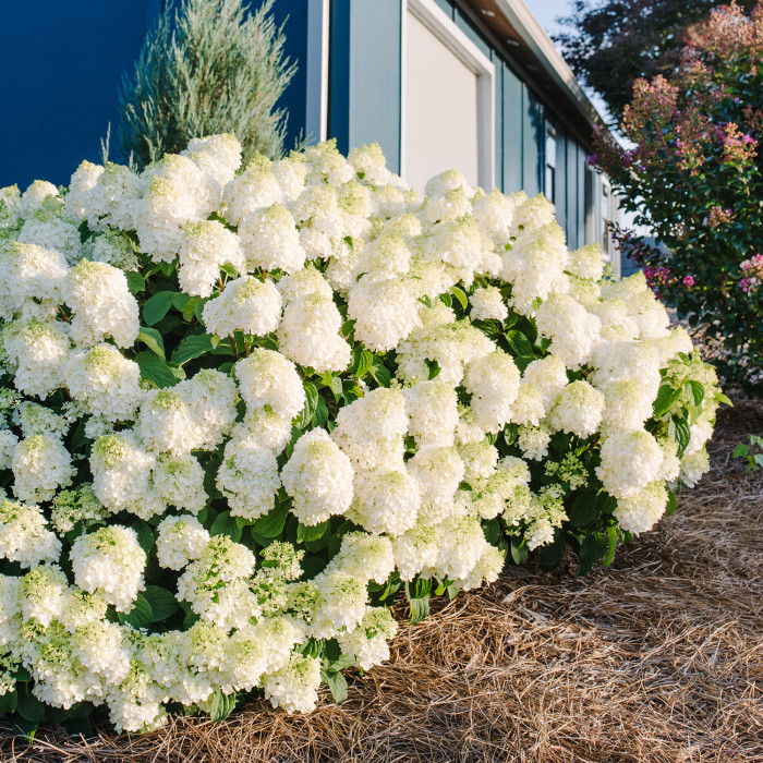 Hydrangea paniculata Little Hottie® 'Bailpanone'