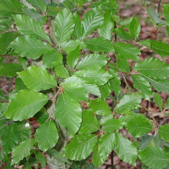 Fagus sylvatica