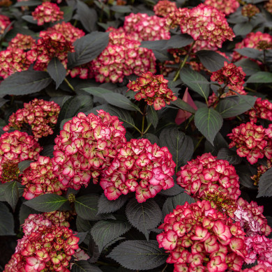 Hydrangea macrophylla Eclipse® 'Bailmacseven'