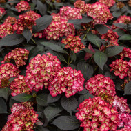 Hydrangea macrophylla Eclipse® 'Bailmacseven'