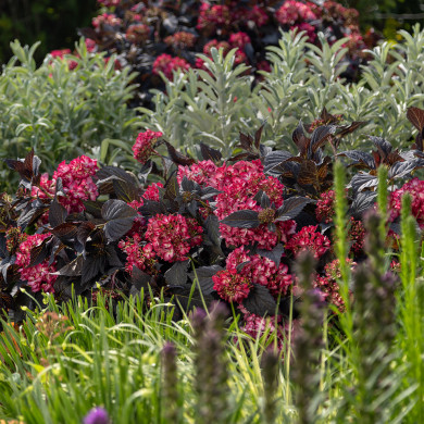 Hydrangea macrophylla Eclipse® 'Bailmacseven'