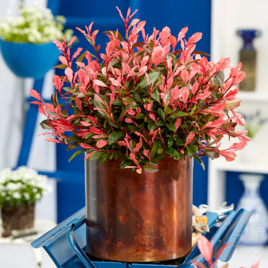 Photinia X fraseri Little Fenna