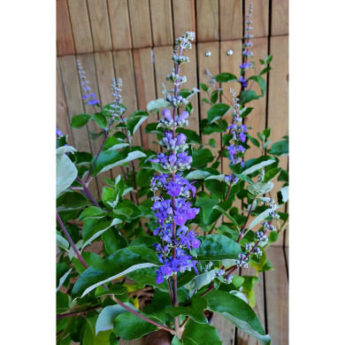Vitex agnus-castus Chicagoland Blues® 'Daniel Searl'