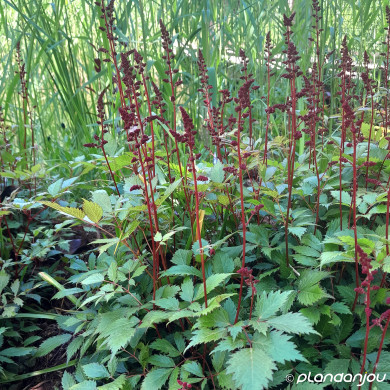 Astilbe 'Astary Pink'