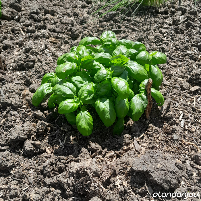 Ocimum basilicum