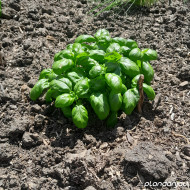 Ocimum basilicum