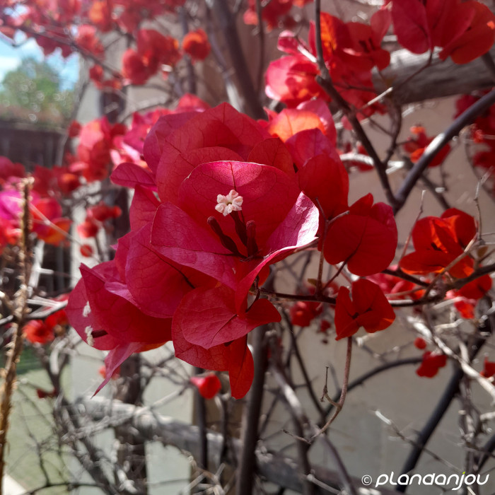 Bougainvillea