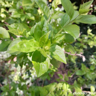 Callicarpa dichotoma 'Issai'