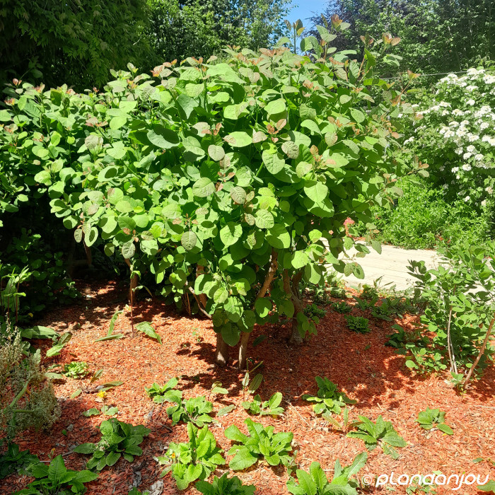 Cotinus coggygria