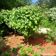 Cotinus coggygria
