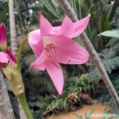 Crinum x powelli