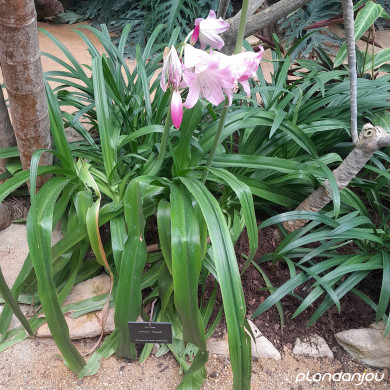 Crinum x powelli