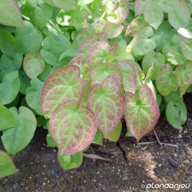 Epimedium x rubrum