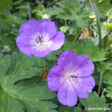 Geranium sanguineum