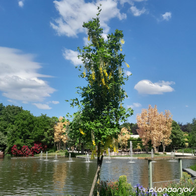 Laburnum x watereri 'Vossii'