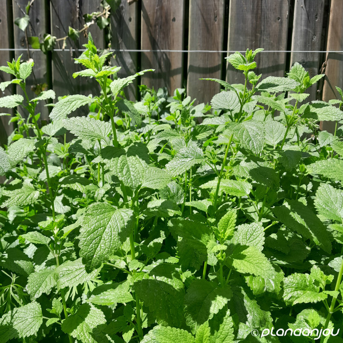 Melissa officinalis