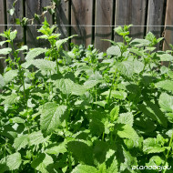 Melissa officinalis